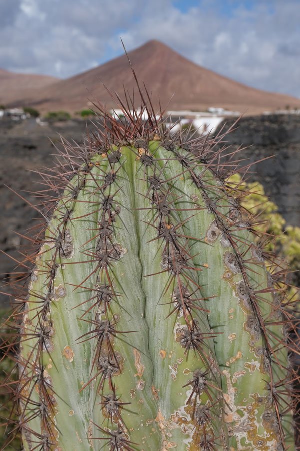 giant cactus in front of an extinct volcano