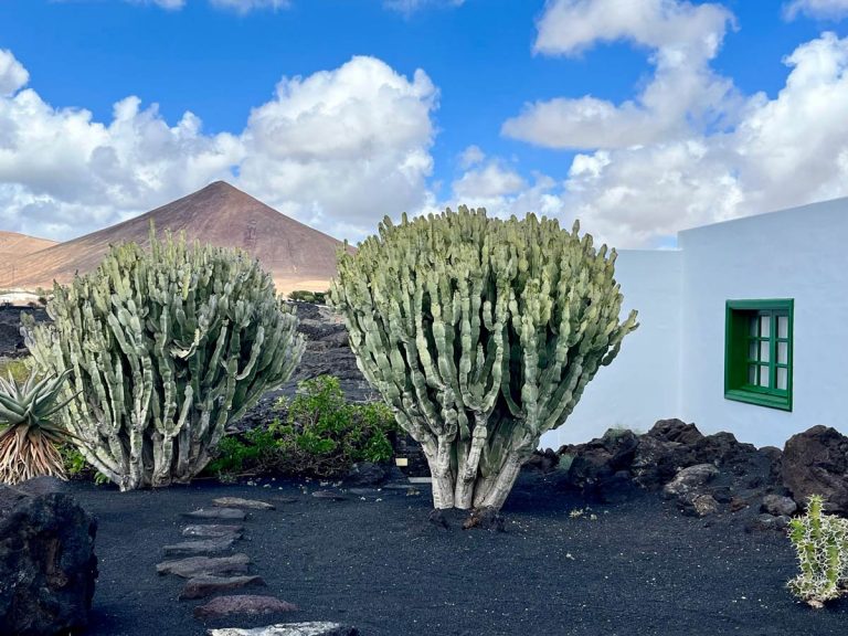 2 cactus bushes next to whitewashed building with volcanic peak in background