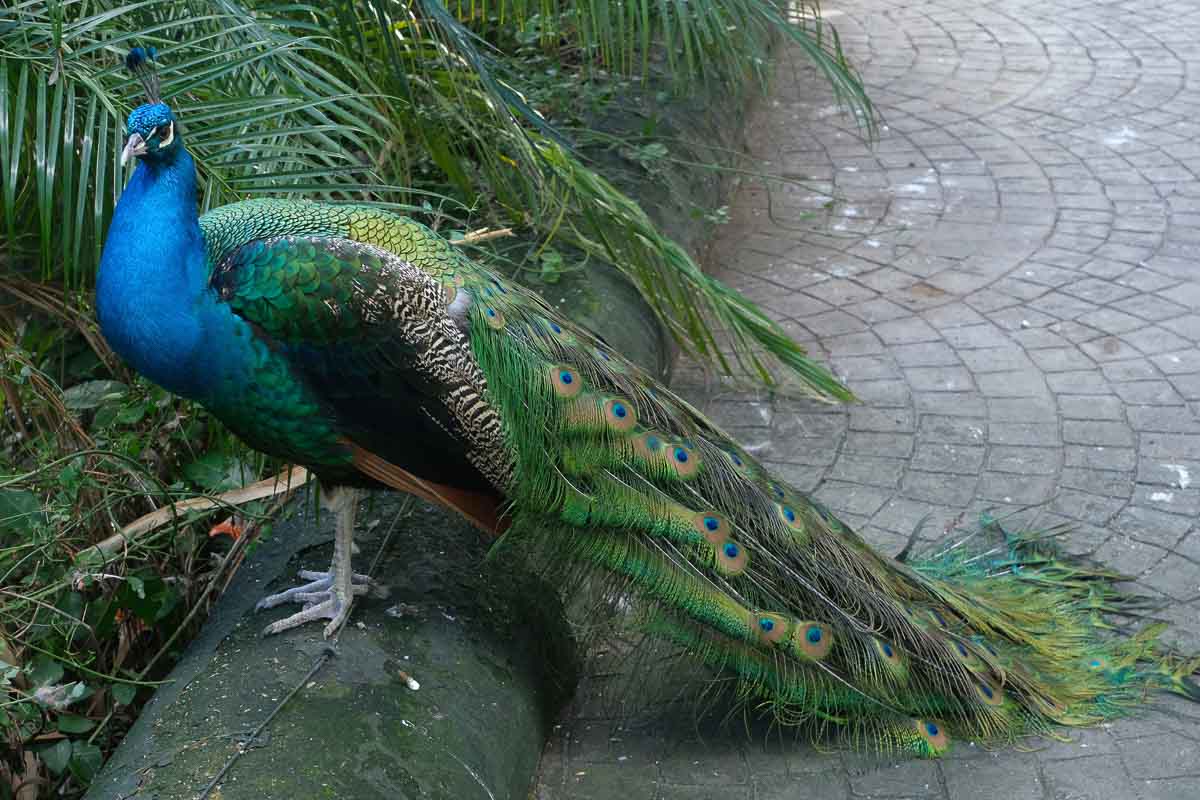 a peacock