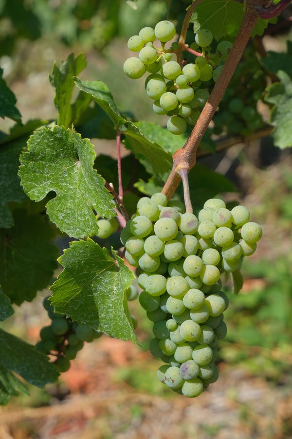 bunch of white grapes on a vine