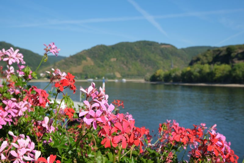 pibk and red flowers along the rhine riverfront in the town of boppard germany