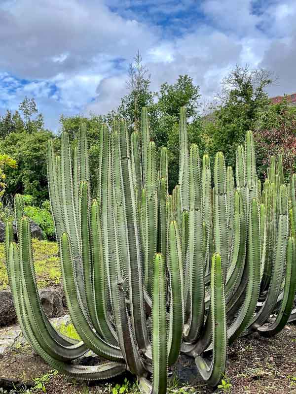 cactus plant in a botanic garden near las palmas