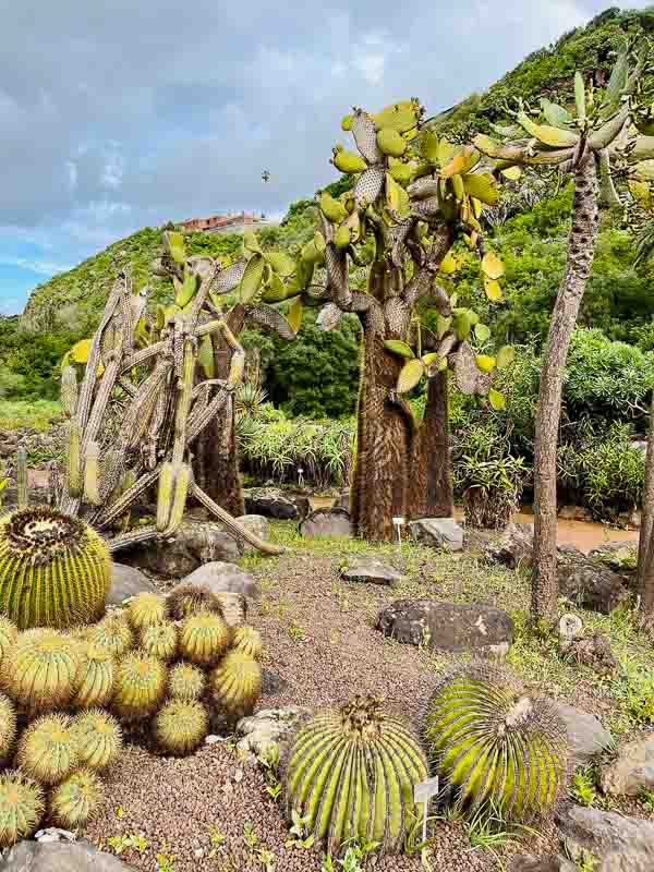 a variety of cactus plants in a botanic garden