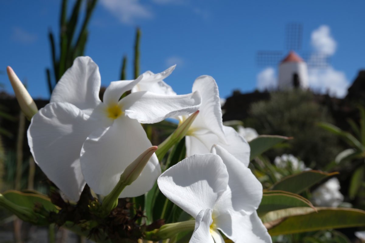 white flowers with yellow centre in front of an old windmill in cactus garden, lanzarote