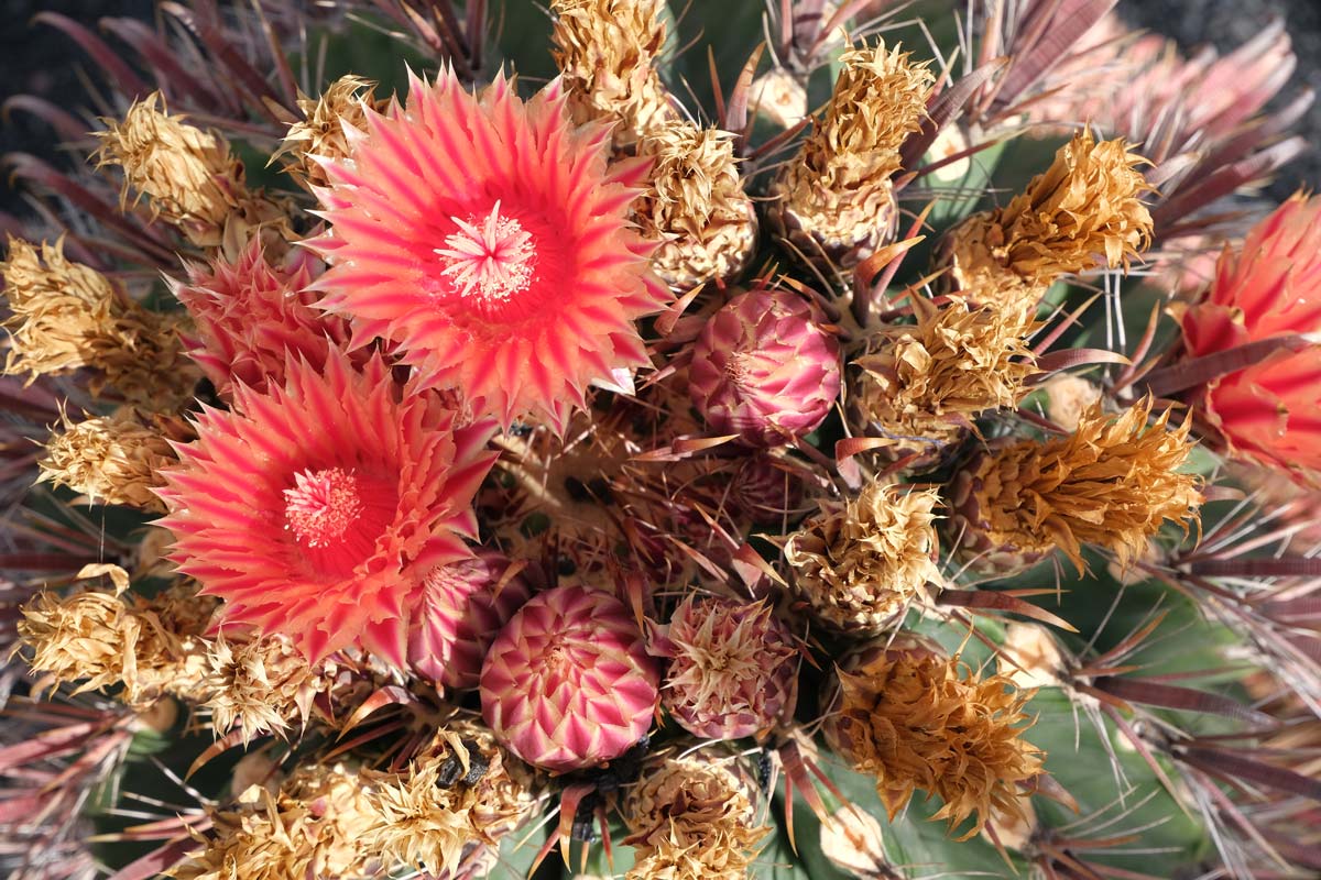 red cacti flowers seen in jardin de cactus in lanzarote