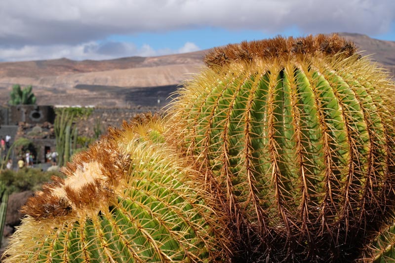 close up of two low round cactus plants