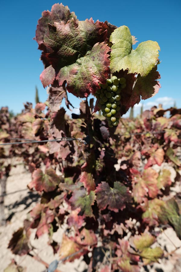 a calgliari sardinia vineyard 2 p