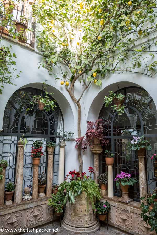 pretty patio with lots of flowerpots and trailing lemon tree