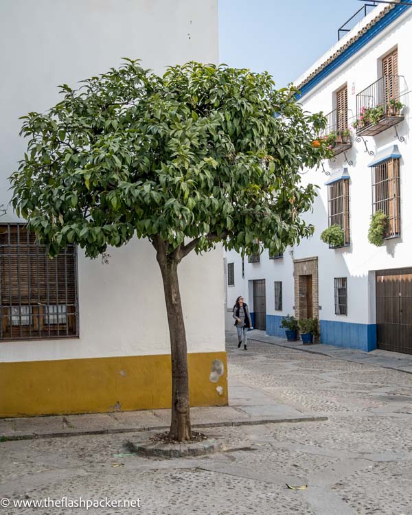 woman walking along narrow cobbled street lined with whitewashed houses with orange tree