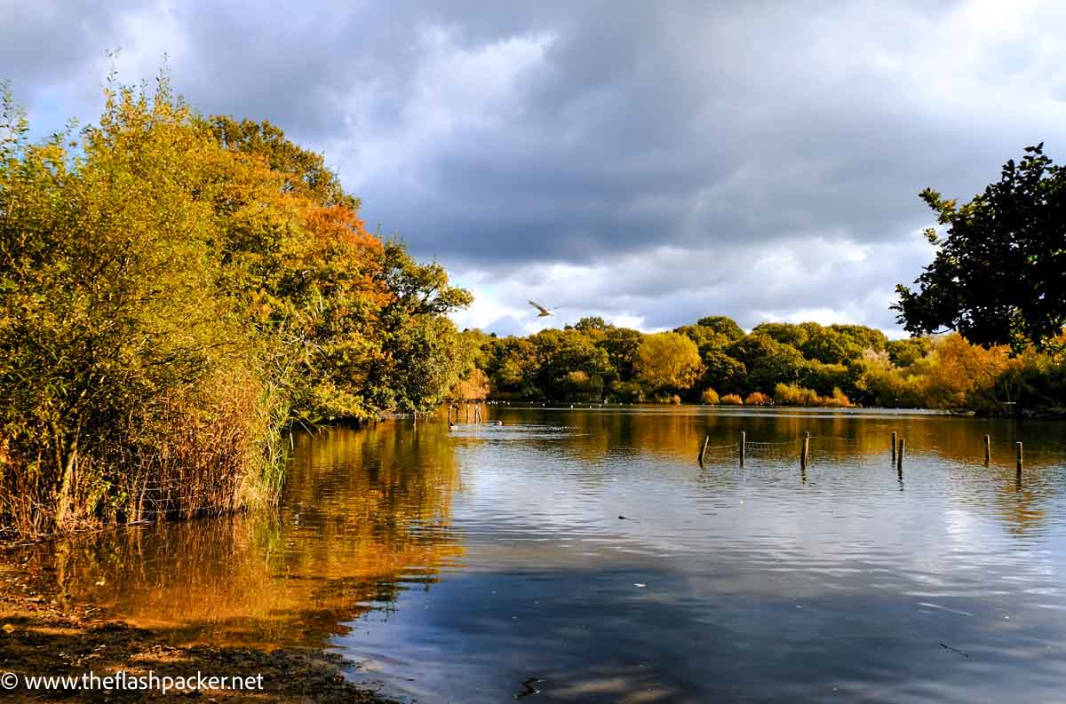 autumn colours on lake in epping forest