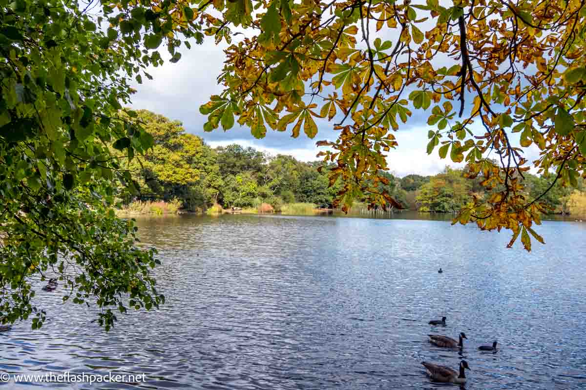 duks on lake in epping forest