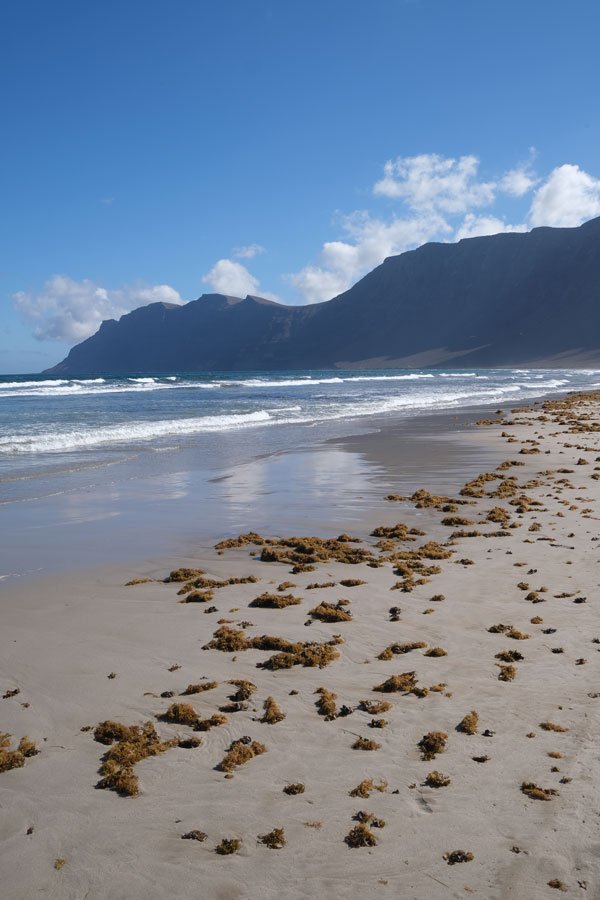 sandy beach strewn with seaweed and cliffs in distance at famara in lanzarote