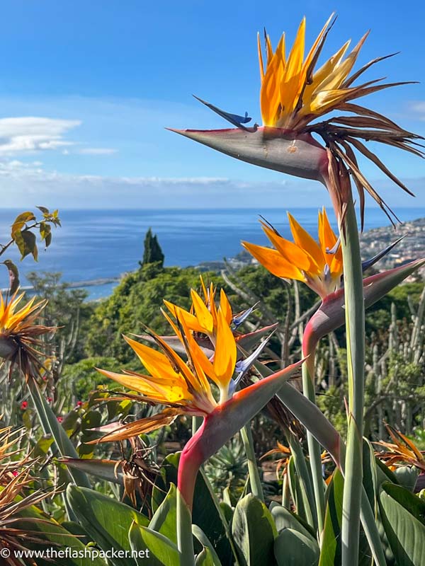 orange bird of paradise flower with blue sea in background