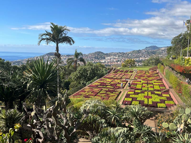 formal garden laid out like a chequerboard with a palm tree and cacti