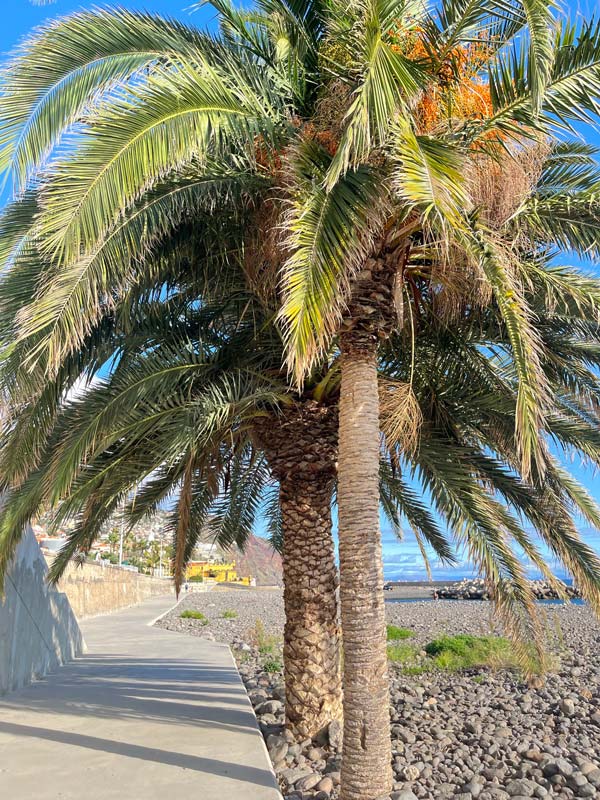 walking alongside this attractive ocean promenade lined with palm trees is one of the best things to do in Funchal Madeira