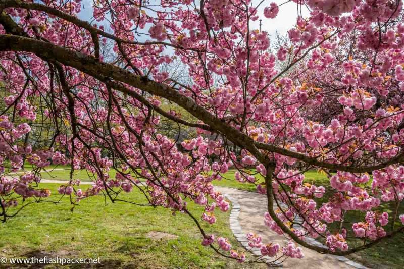 vibrant pink blossom hanging over winding path in japanese garden in hasselt balgium