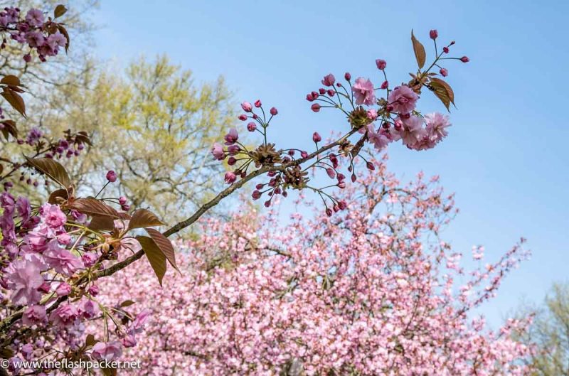 pink cherry blossom against blue sky