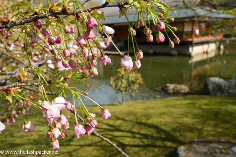 pink blossom from cherry tree framing tea house in japanese garden of hasselt near brussels in belgium