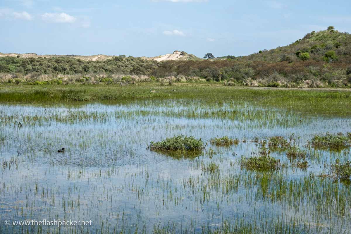 a small coot in a lake with reeds