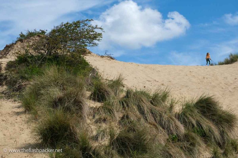 young girl at the top of a grassy sand dune in South Kennemerland National Park