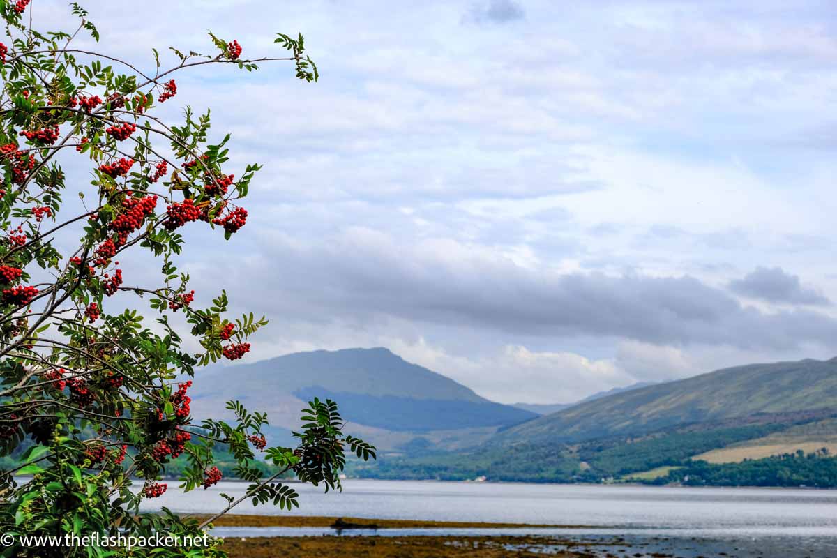 bush with red berries framing the view of loch fyne with mountains in background