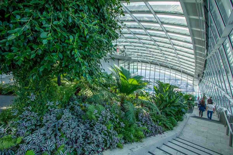 people walking down curved steps in sky garden with lush ferns and curved glass window and ceiling