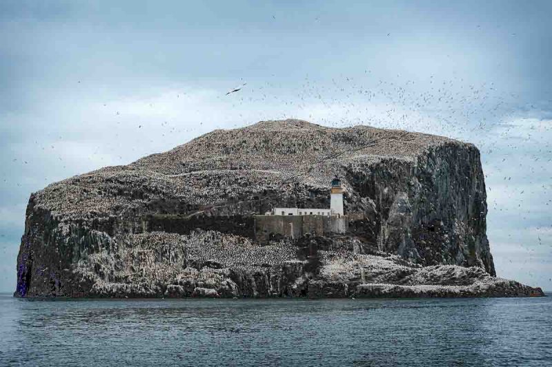 BIRDS COVERING A SMALL ISLAND IN THE SEA WITH A LIGHTHOUSE