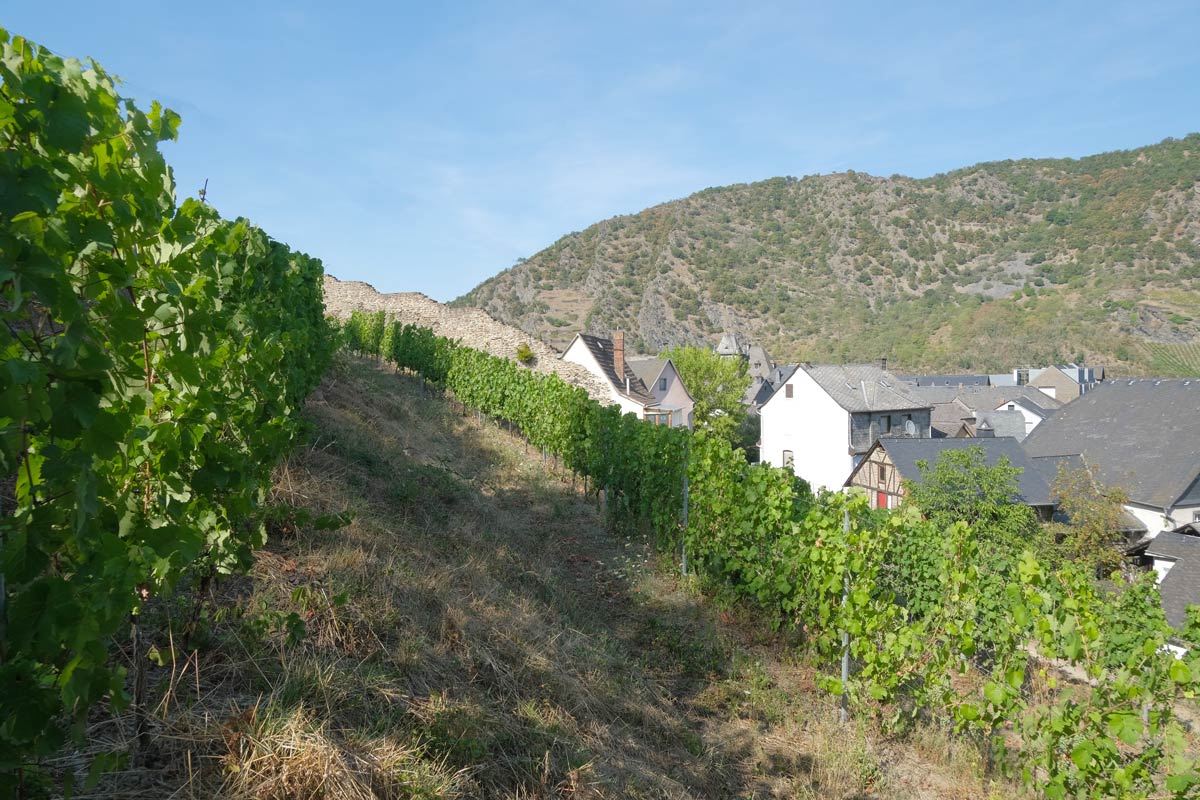 view of whitewashed houses with grey roofs set against a vineyard