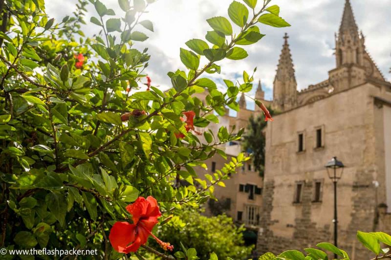 red flower bush with church in distance