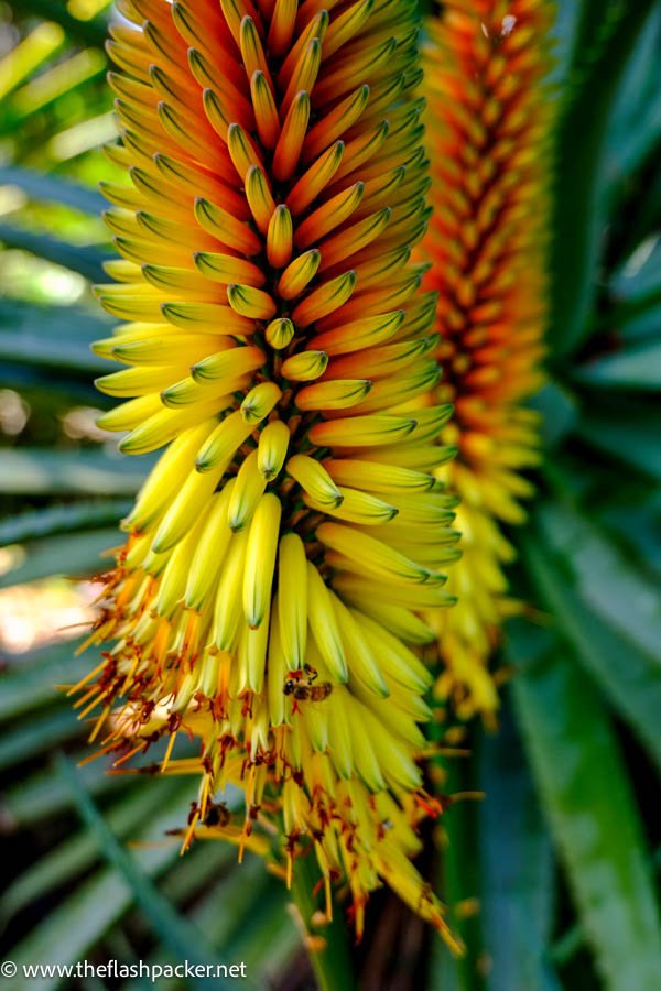 close up of banana plant in botanical garden