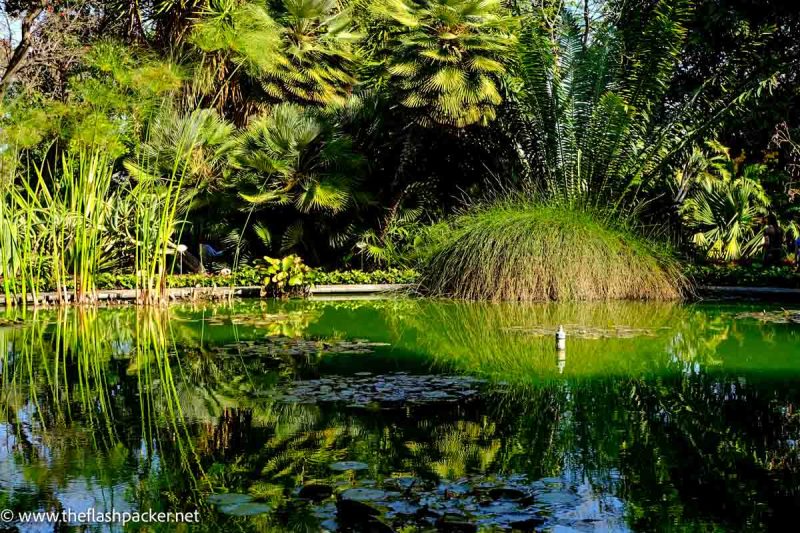 pond in garden with reflections of vegetation