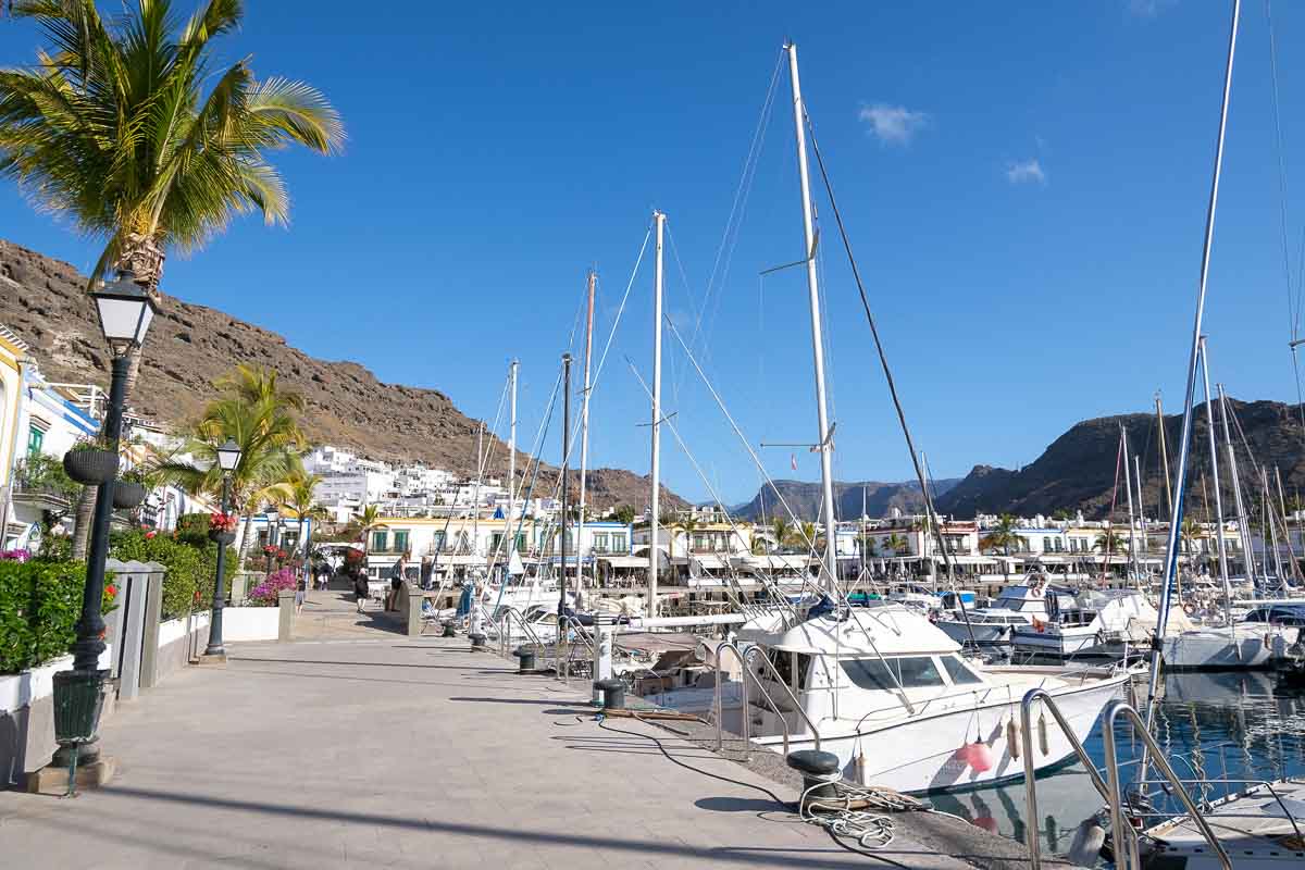 palm tree lined promenade by side of marina