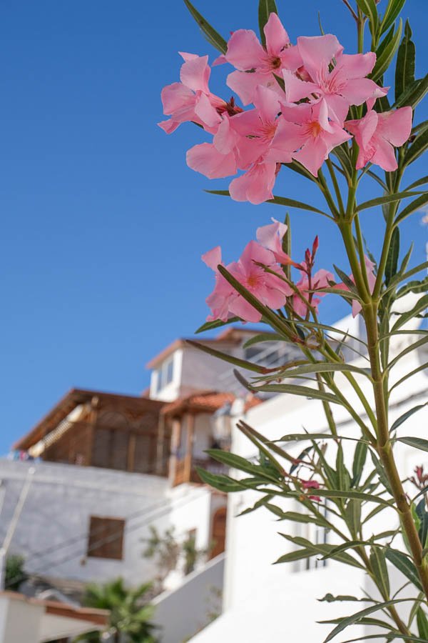 pink flowers in front of whitewashed buildings