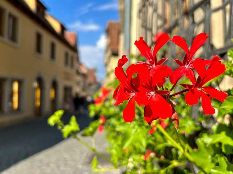 close up of red flowers