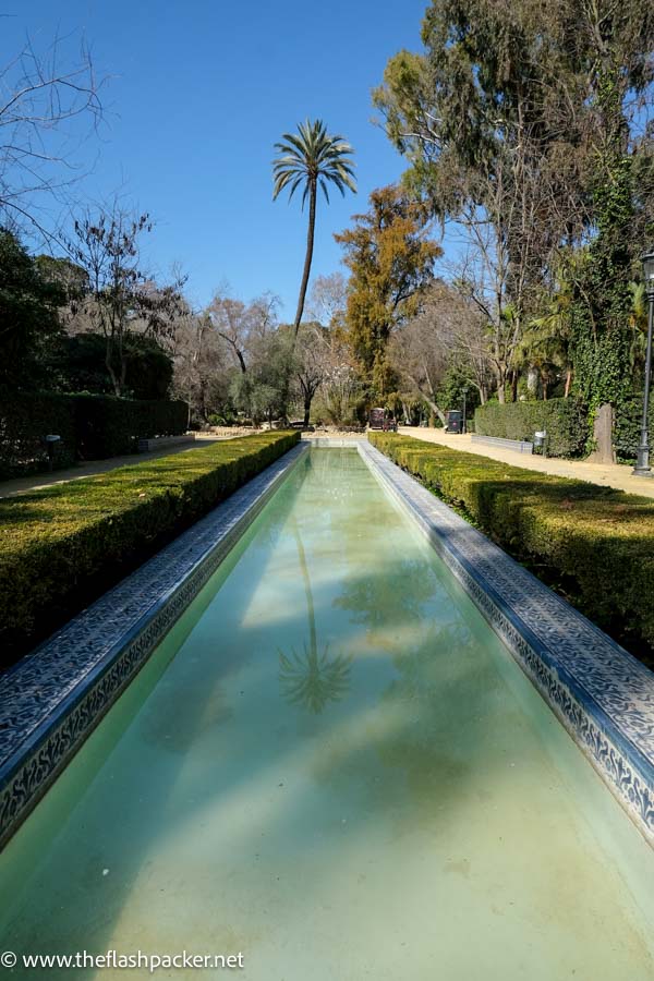 long reflecting pool with single palm tree