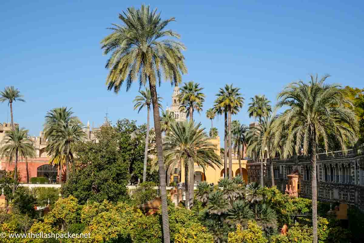 tall palm tress in garden with cathedral bell tower in distance