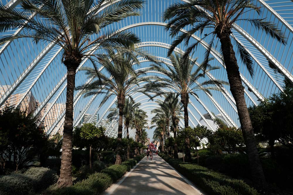 promenade lined with palm trees