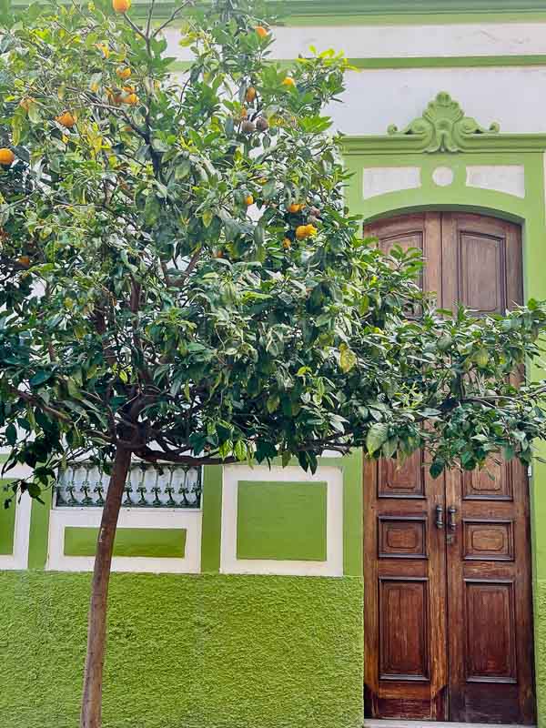 orange tree in front of a lime green colonial house with a wooden door