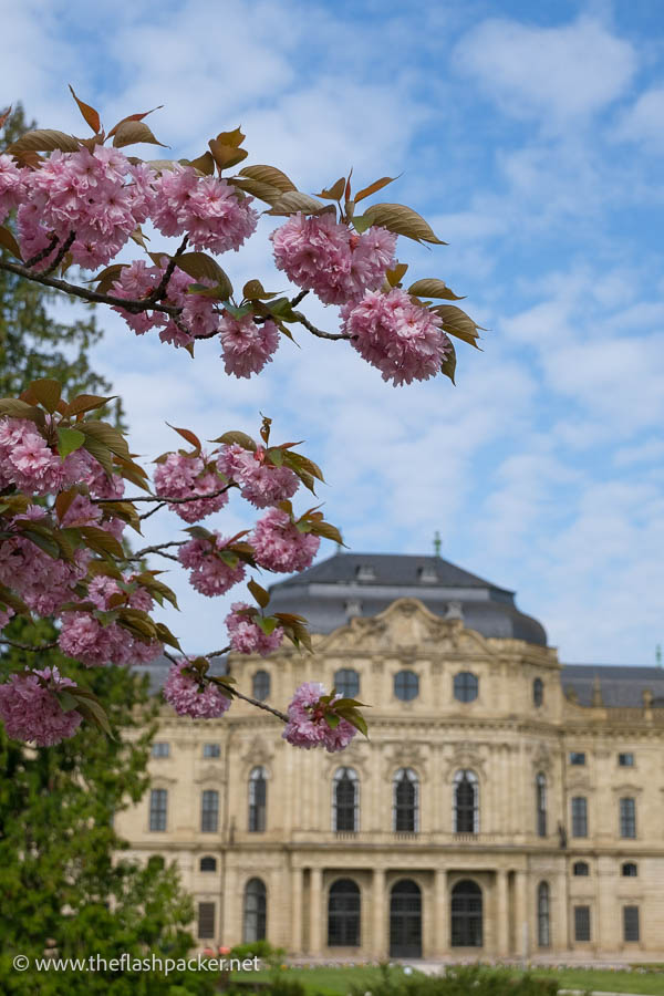 cherry blossom framing the wurzburg residenz