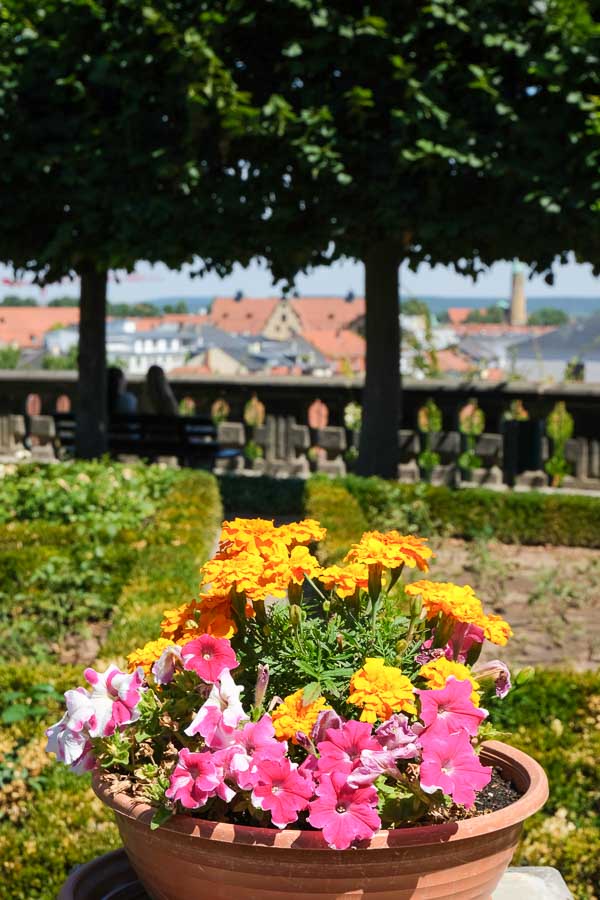 pot of brightly coloured flowers with skyline of old town in background