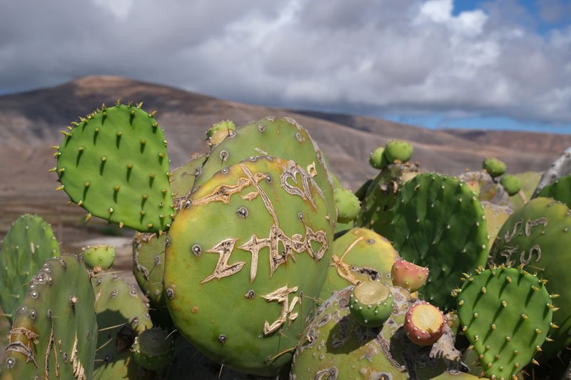 cactus plants in front of a volcanic landscape in lanzarote spain