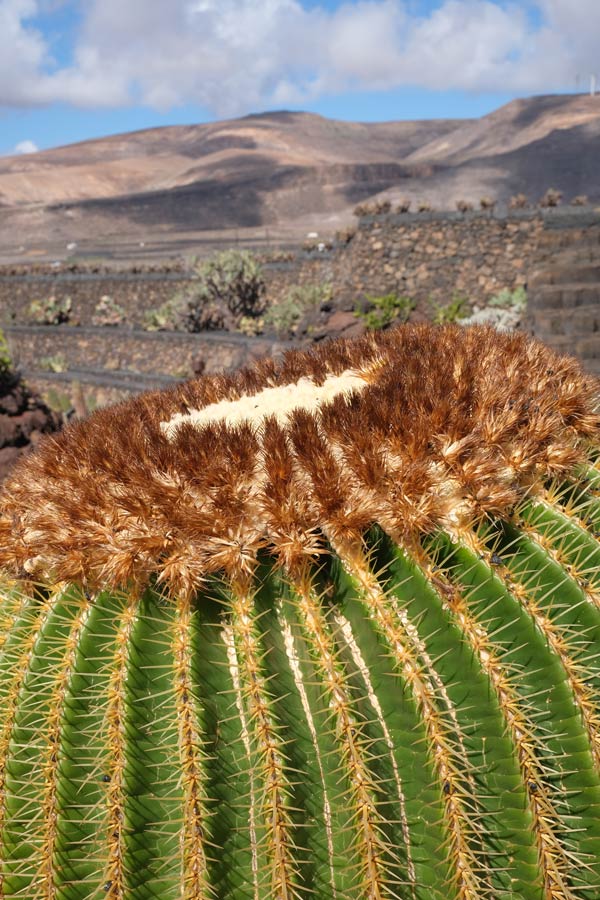 close up of a large round cactus plant in front of volcanic landscape