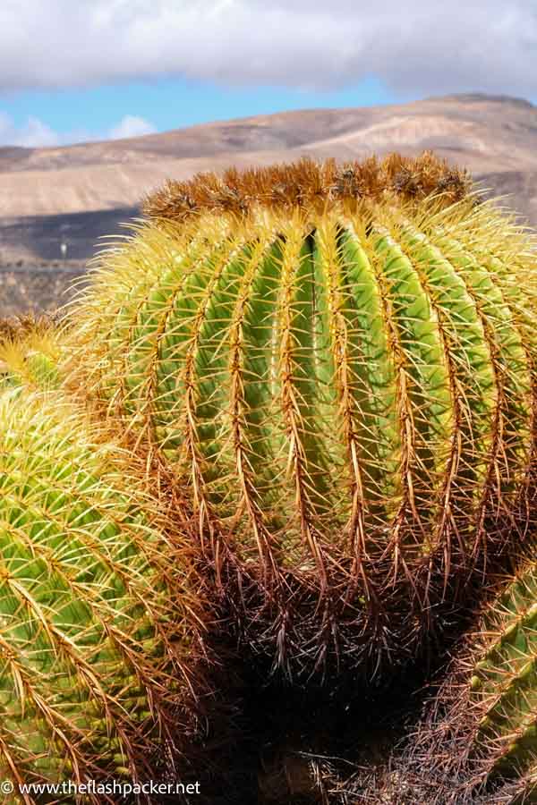 close up of 3 low round cactus plants