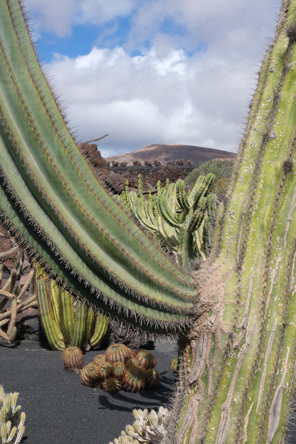 a collection of cactus plants with low volcanic peak in background