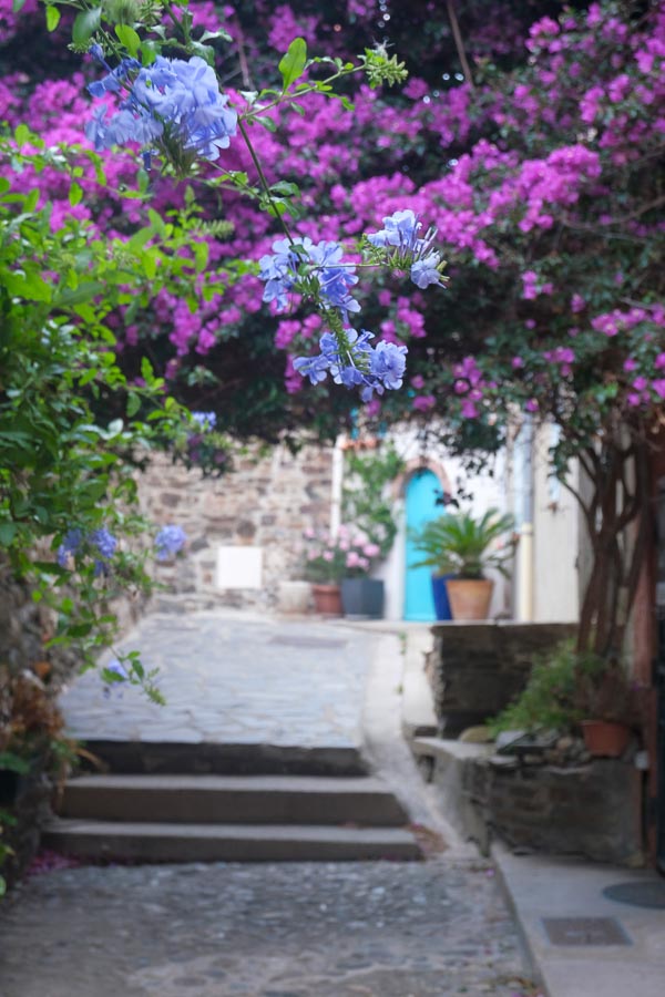 blue and purple flowers framing a narrow pretty cobbled street