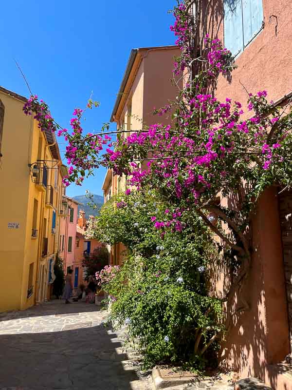 narrow pretty street in collioure old town with pastel coloured stone buildings draped with purple flowers