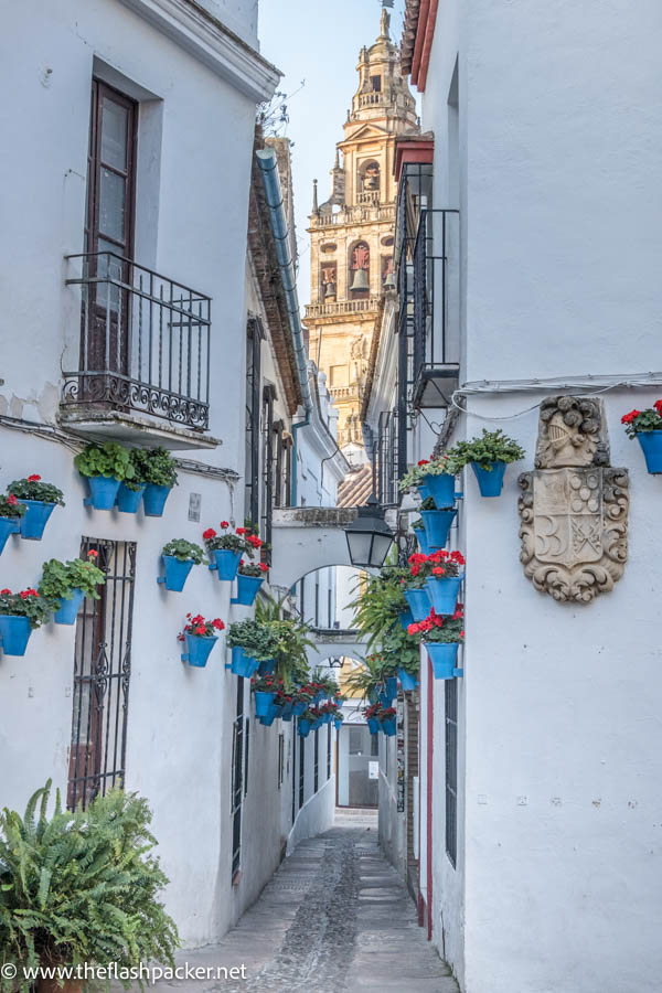 narrow street lined with whitewashed houses and blue flowerpots with bell tower of cathedral