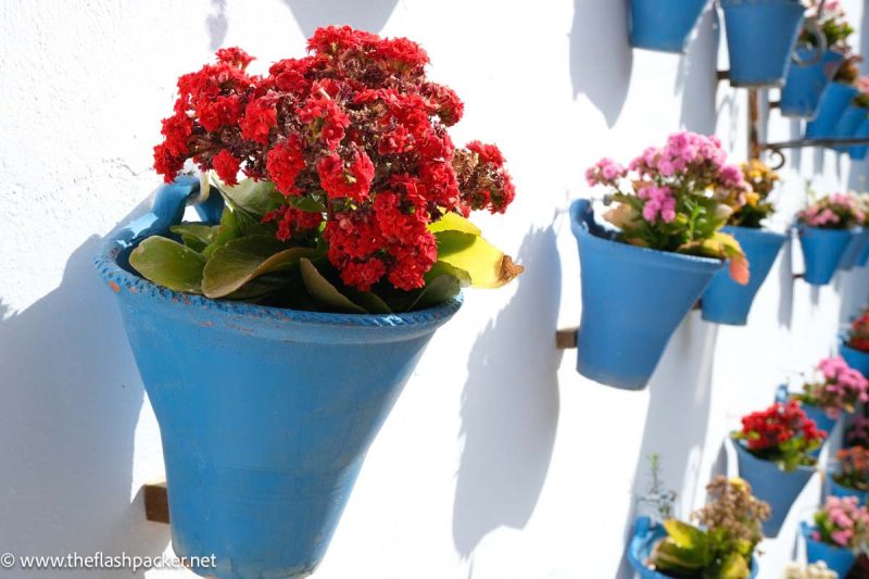 blue flowerpots on white wall with red and pink geraniums