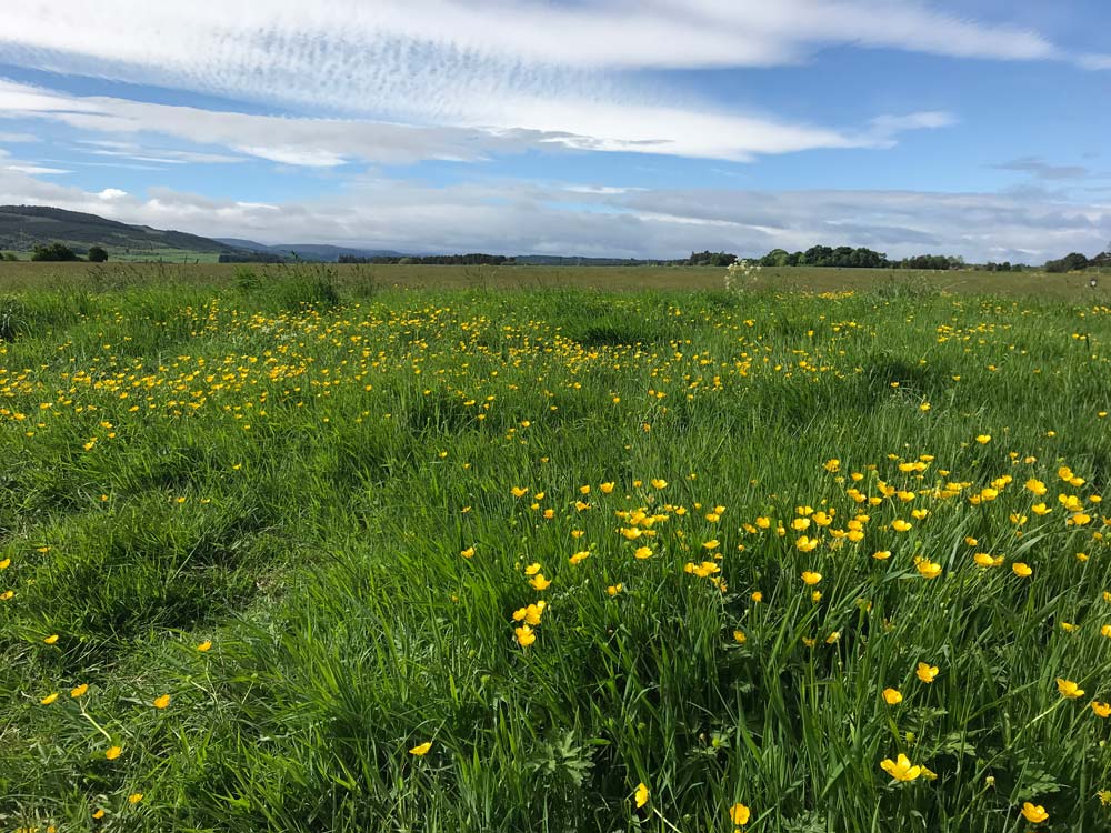 buttercups in a large field at culloden Scotland one of the best day trips from Inverness without a car