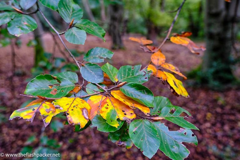 autumn leaves seen on one of the epping forest walks